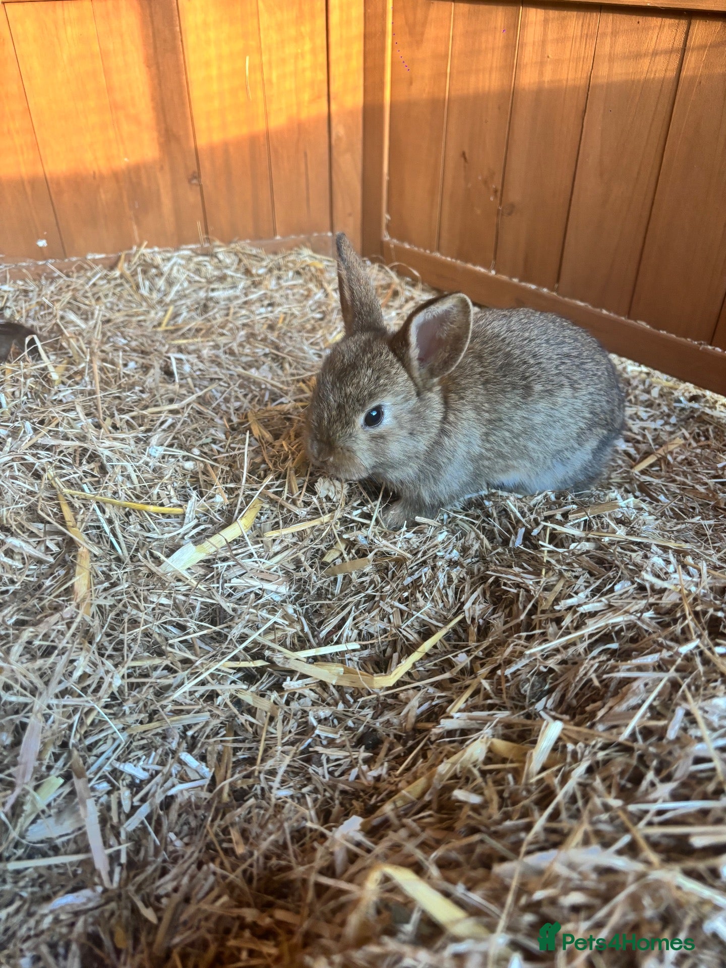Mixed Breed rabbits Baby rabbits - Advert 2