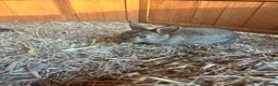Mixed Breed rabbits for sale: Baby rabbits - Advert 2