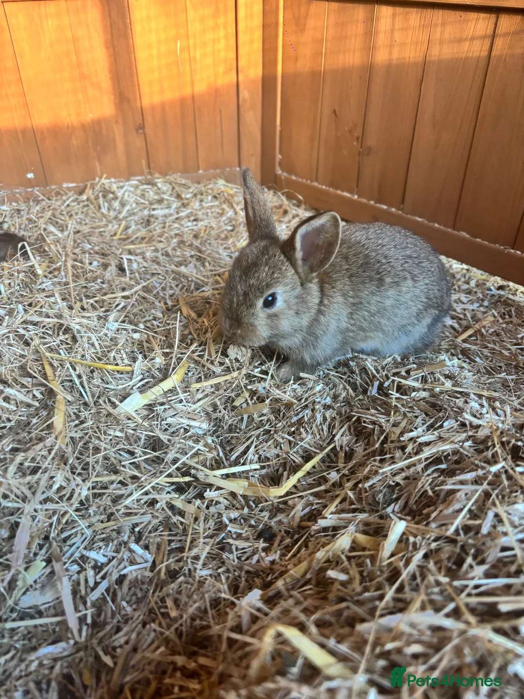 Mixed Breed rabbits for sale: Baby rabbits - Advert 2
