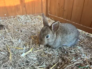 Mixed Breed rabbits Baby rabbits - Advert 2