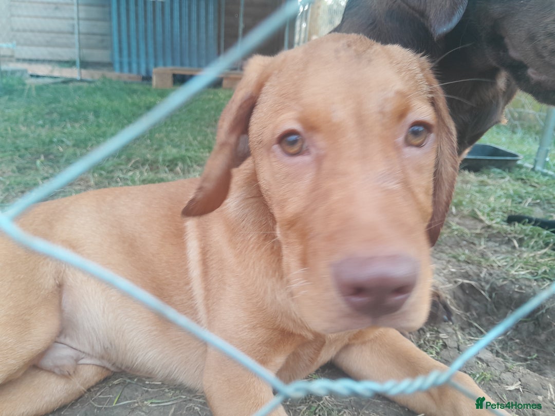Labrador Retriever dogs for sale: Dog for sale - Image 2