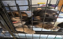German Shepherd dogs for sale: German Shepard KC Reg Puppies in Scunthorpe - Image 25