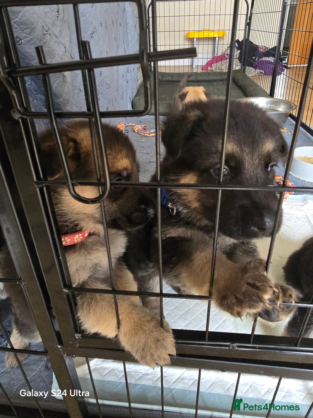 German Shepherd dogs for sale: German Shepard KC Reg Puppies in Scunthorpe - Image 25