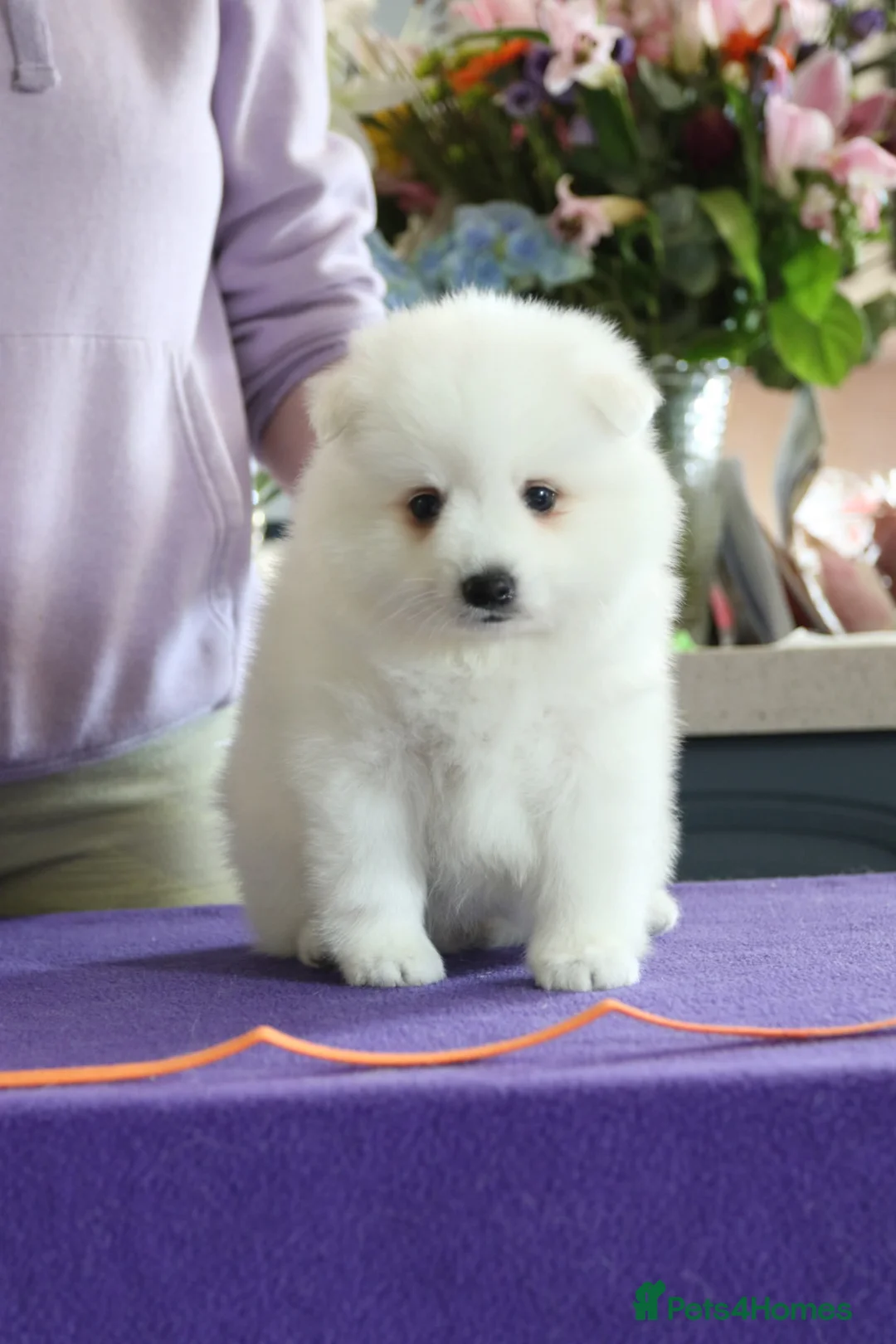 Japanese Spitz dogs for sale: Adorable Japanese Spitz male puppie - Advert 13