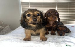 Dachshund dogs for sale: Dachshund puppies - Image 5