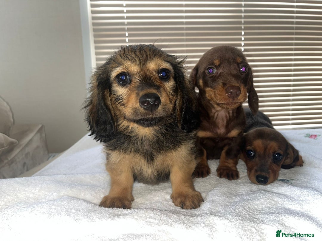 Dachshund dogs for sale: Dachshund puppies - Image 5