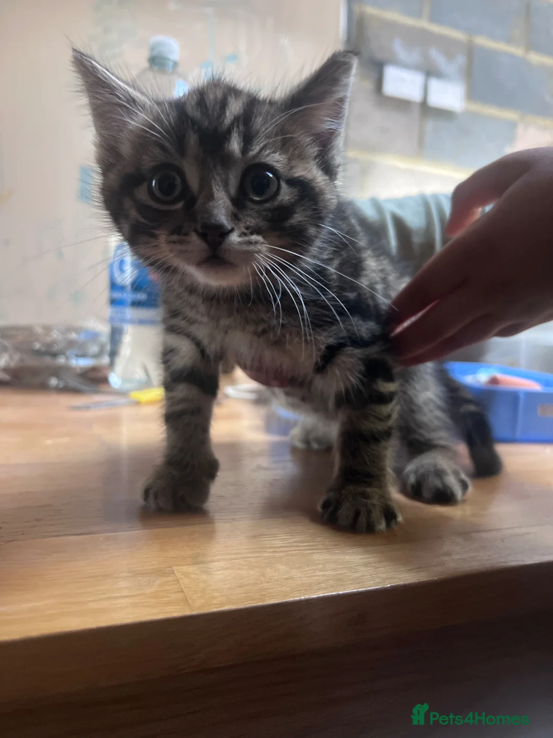 Mixed Breed cats for sale: Tabby kitten for sale adorable  in Dagenham - Advert 6
