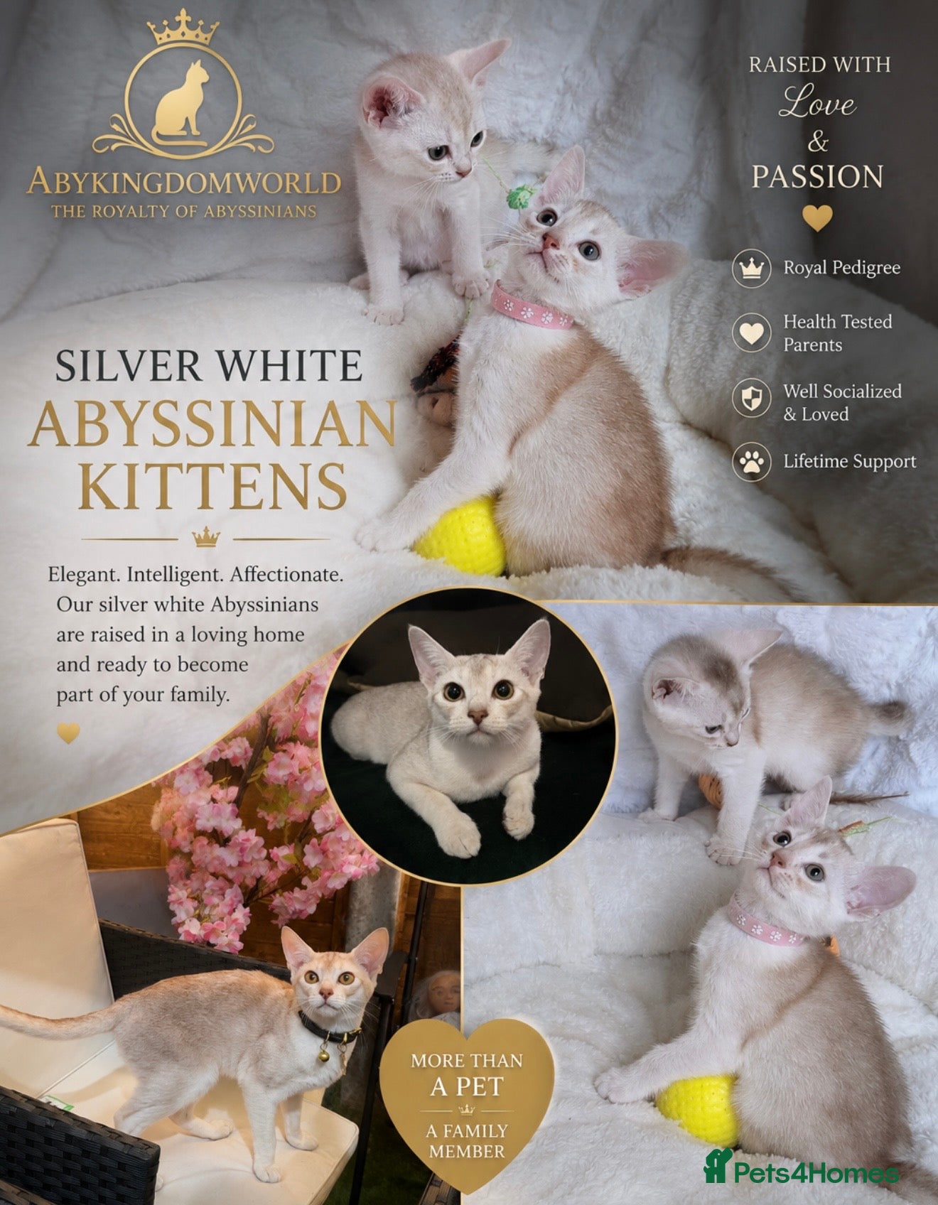 Abyssinian cats 🏆✨ Beautiful Silver Cinnamon  Abyssinian  ✨🏆❤️ - Advert 4