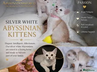 Abyssinian cats 🏆✨ Beautiful Silver Cinnamon Abyssinian ✨🏆❤️ - Advert 4