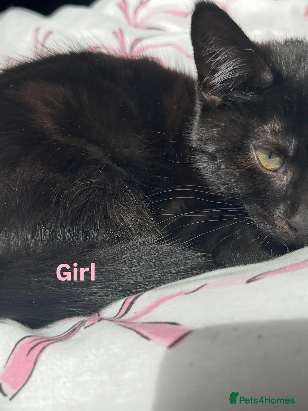 Mixed Breed cats for sale: Kittens for sale  in Leicester - Advert 2