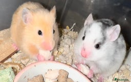 Hamster rodents for sale: Baby hamsters  - Image 7