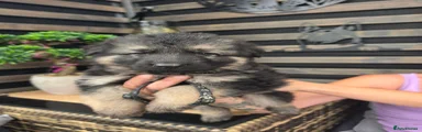 German Shepherd 3