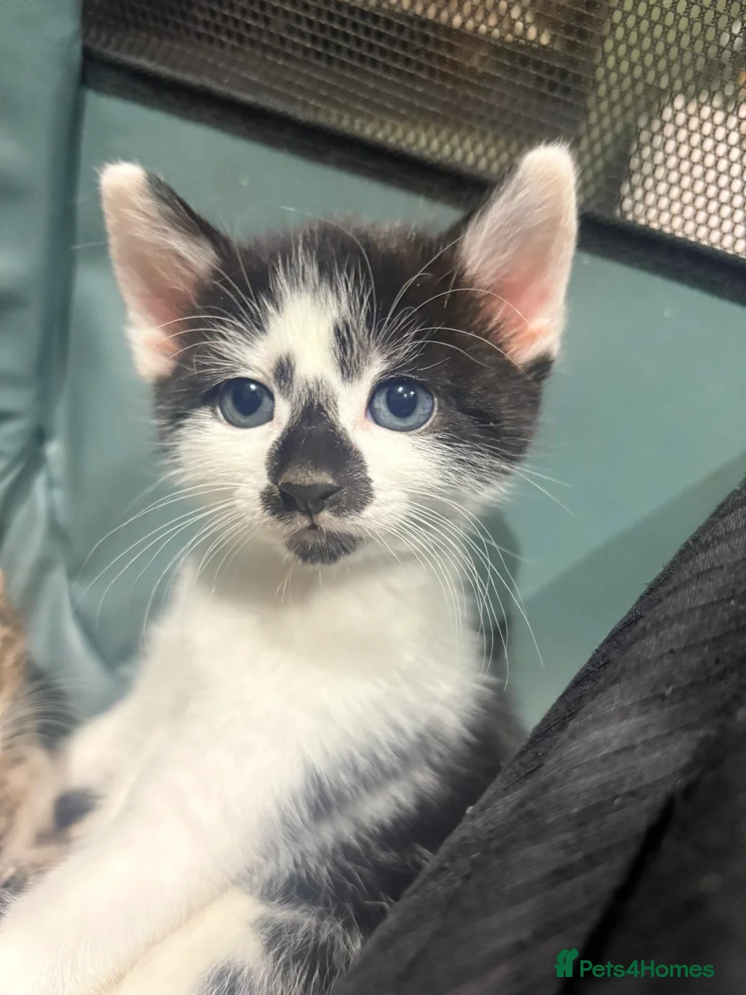 Mixed Breed cats for sale: Male kitten in Maldon - Advert 5