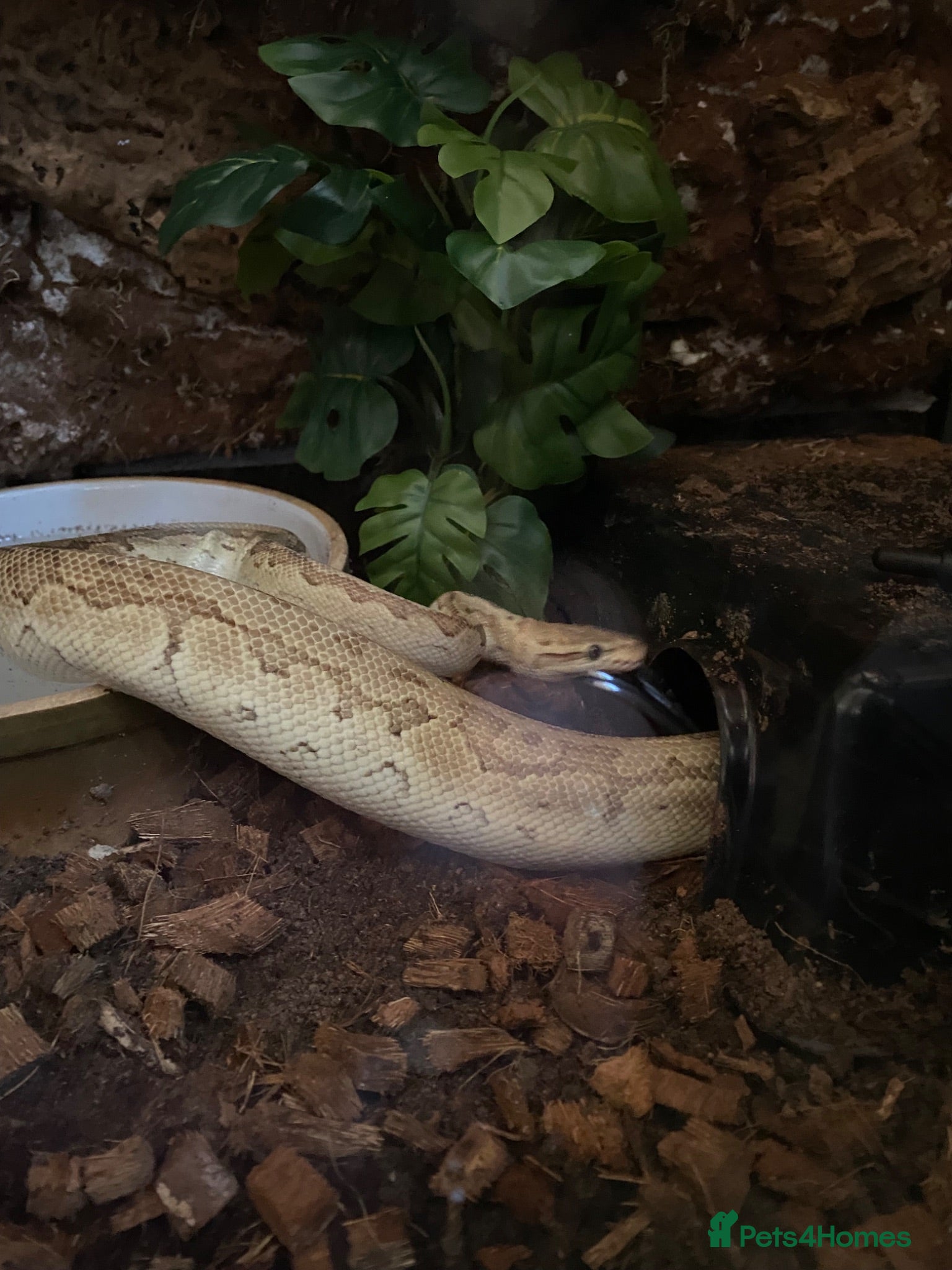 Python Snake reptiles Lesser Pastel Pinstripe (Lesser Kingpin) rehoming - Advert 4
