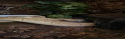Python Snake reptiles for sale: Lesser Pastel Pinstripe (Lesser Kingpin) rehoming - Advert 1