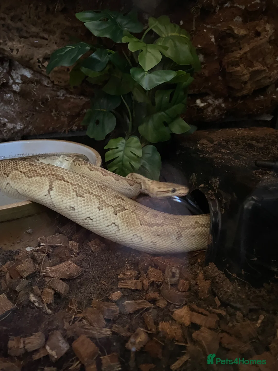 Python Snake reptiles for sale: Lesser Pastel Pinstripe (Lesser Kingpin) rehoming - Advert 1