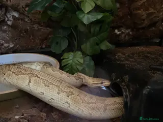 Python Snake reptiles Lesser Pastel Pinstripe (Lesser Kingpin) rehoming - Advert 4
