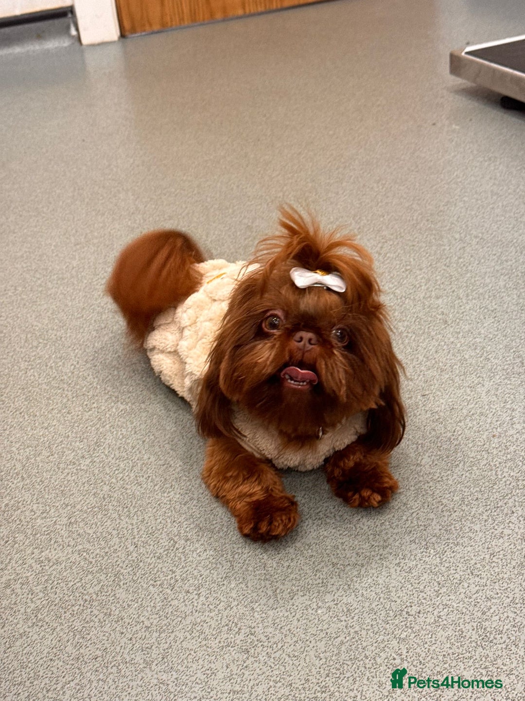 Shih Tzu dogs for stud: 🐶💎 Bumble – Imperial Shih Tzu Stud, kc reg 💎🐶 in Liverpool - Advert 3