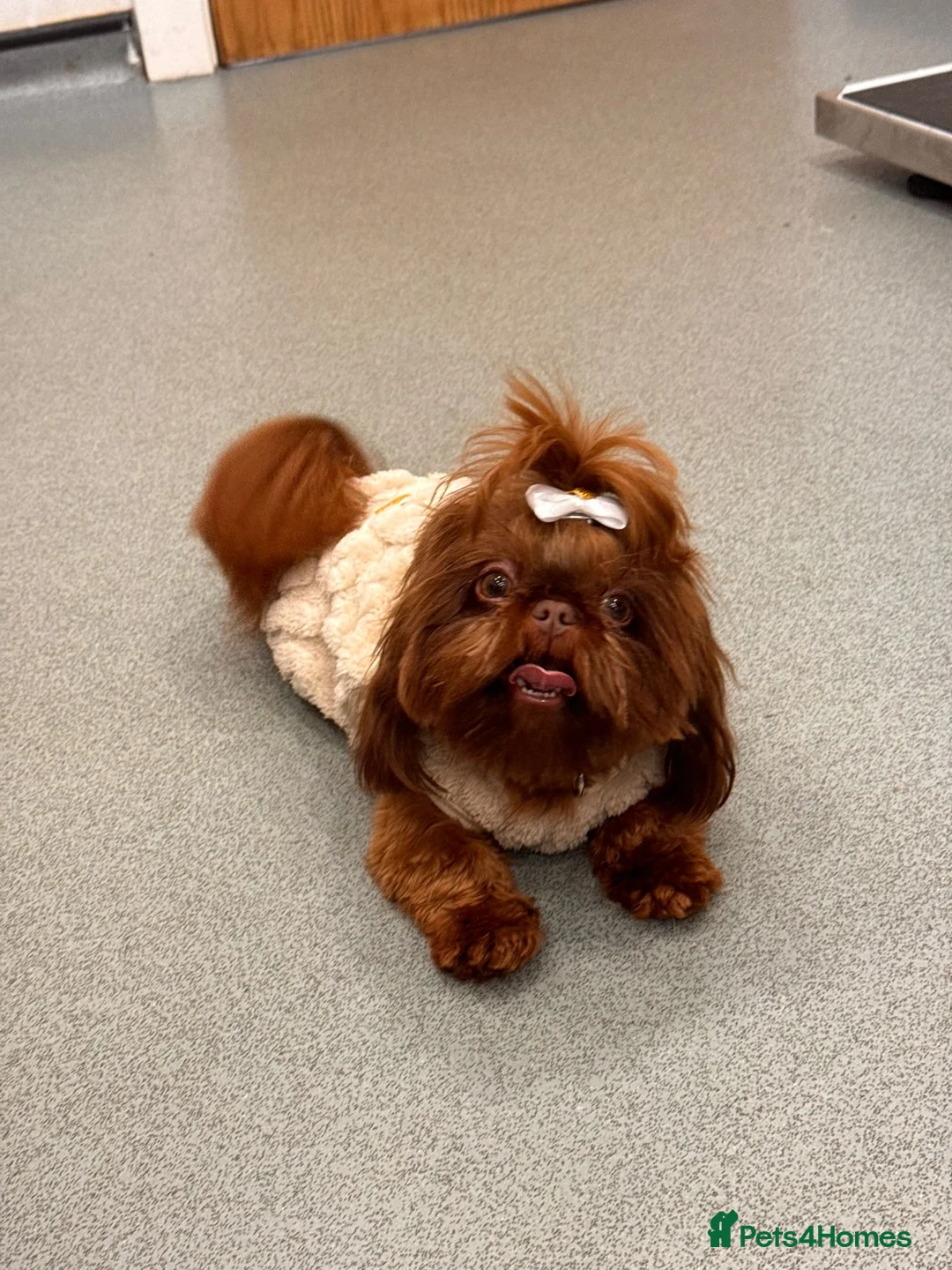 Shih Tzu dogs for stud: 🐶💎 Bumble – Imperial Shih Tzu Stud, kc reg 💎🐶 in Liverpool - Advert 5