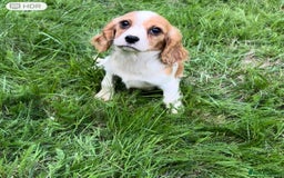 Cavalier King Charles Spaniel dogs for sale: Adorable King Charles Cavalier Puppies  - Image 2