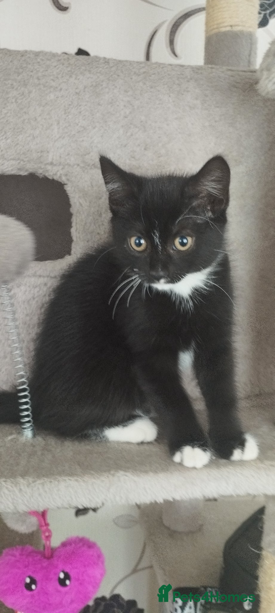 British Shorthair cats for sale: 1 lovely female kittens search new homes  - Advert 3