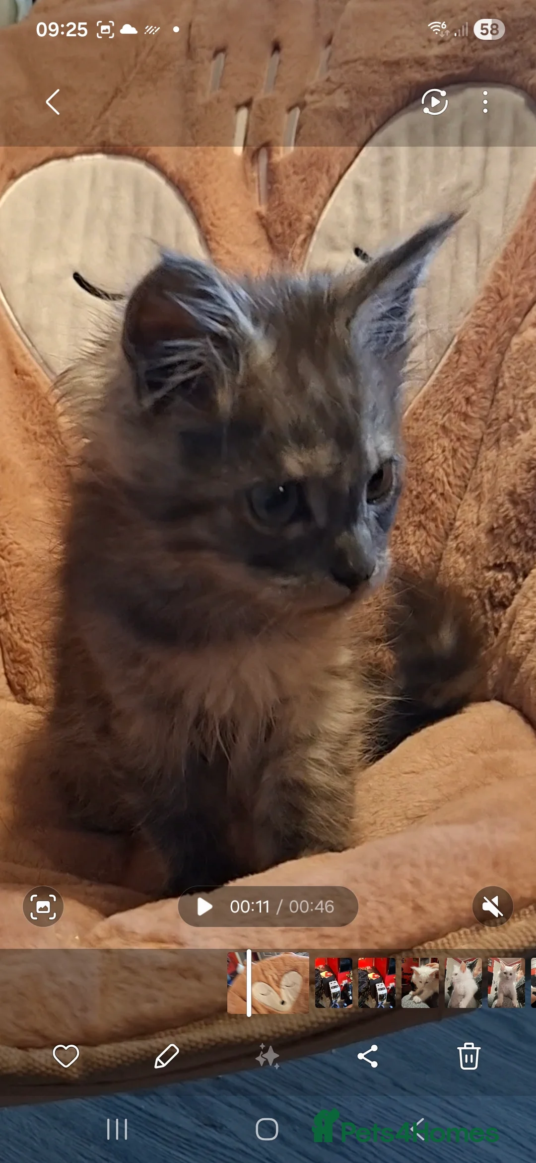Maine Coon cats for sale: Pedigree Maine Coon kitten - Advert 5