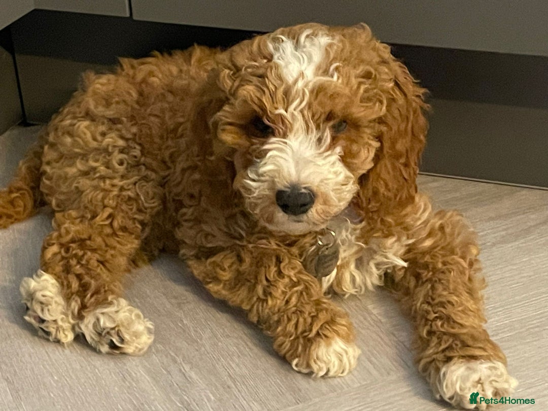 Australian Labradoodle dogs for sale: 5* Health tested Australian labradoodles  - Image 1