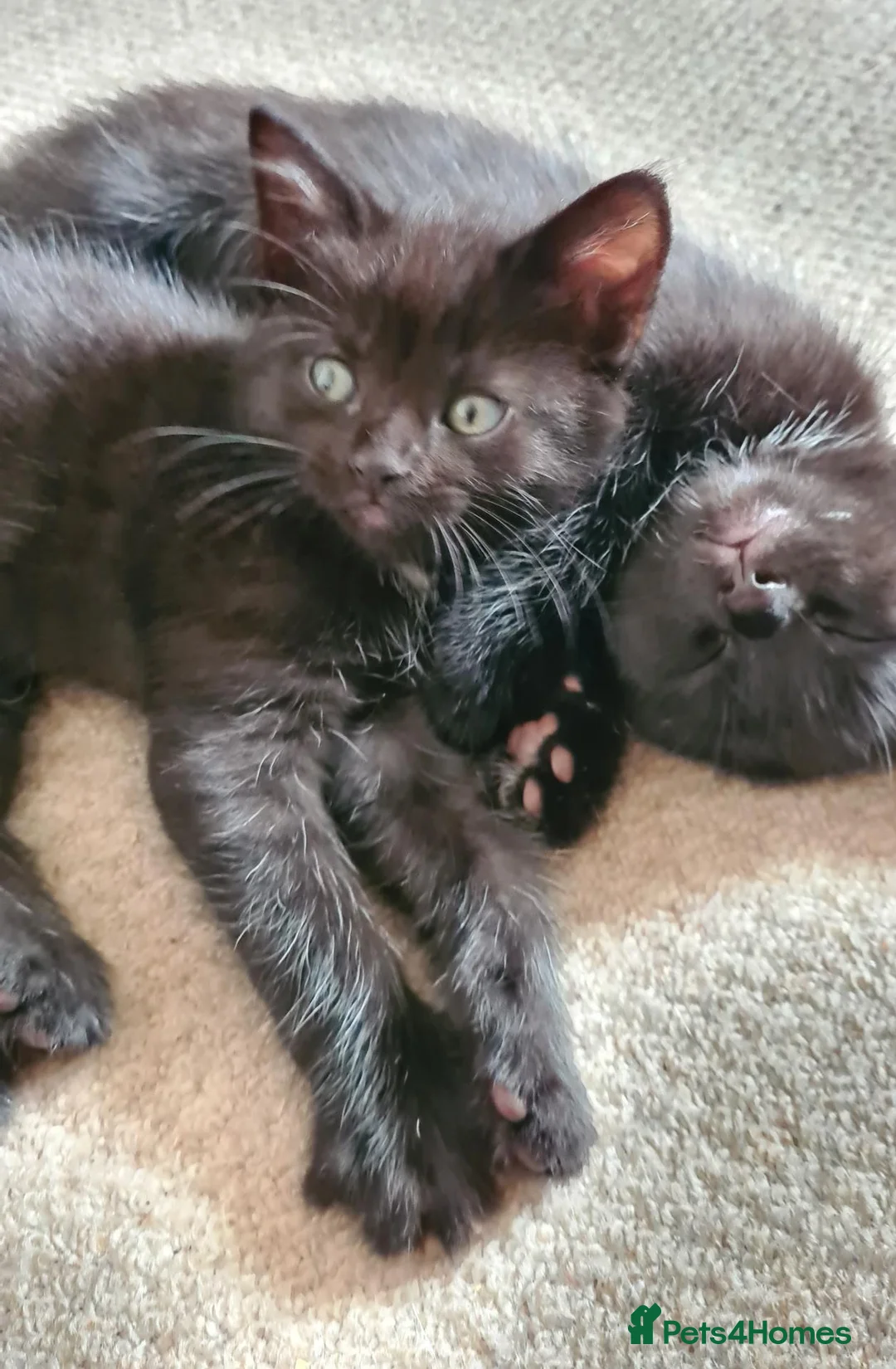 Mixed Breed cats for sale: Polydactyl Bengal x Maine coon - Advert 14