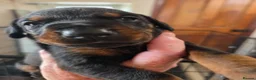 Dobermann dogs for sale: Just 3 puppies still available for reservation.  - Advert 10