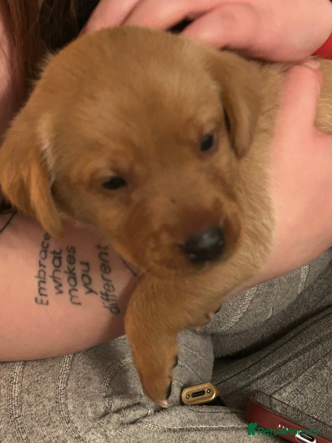 Labrador Retriever dogs for sale: Red fox Labrador puppies  - Advert 14