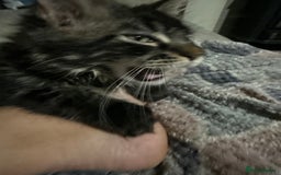 Maine Coon cats for sale: Last super loving boy left tica reg + vaccinated - Image 20