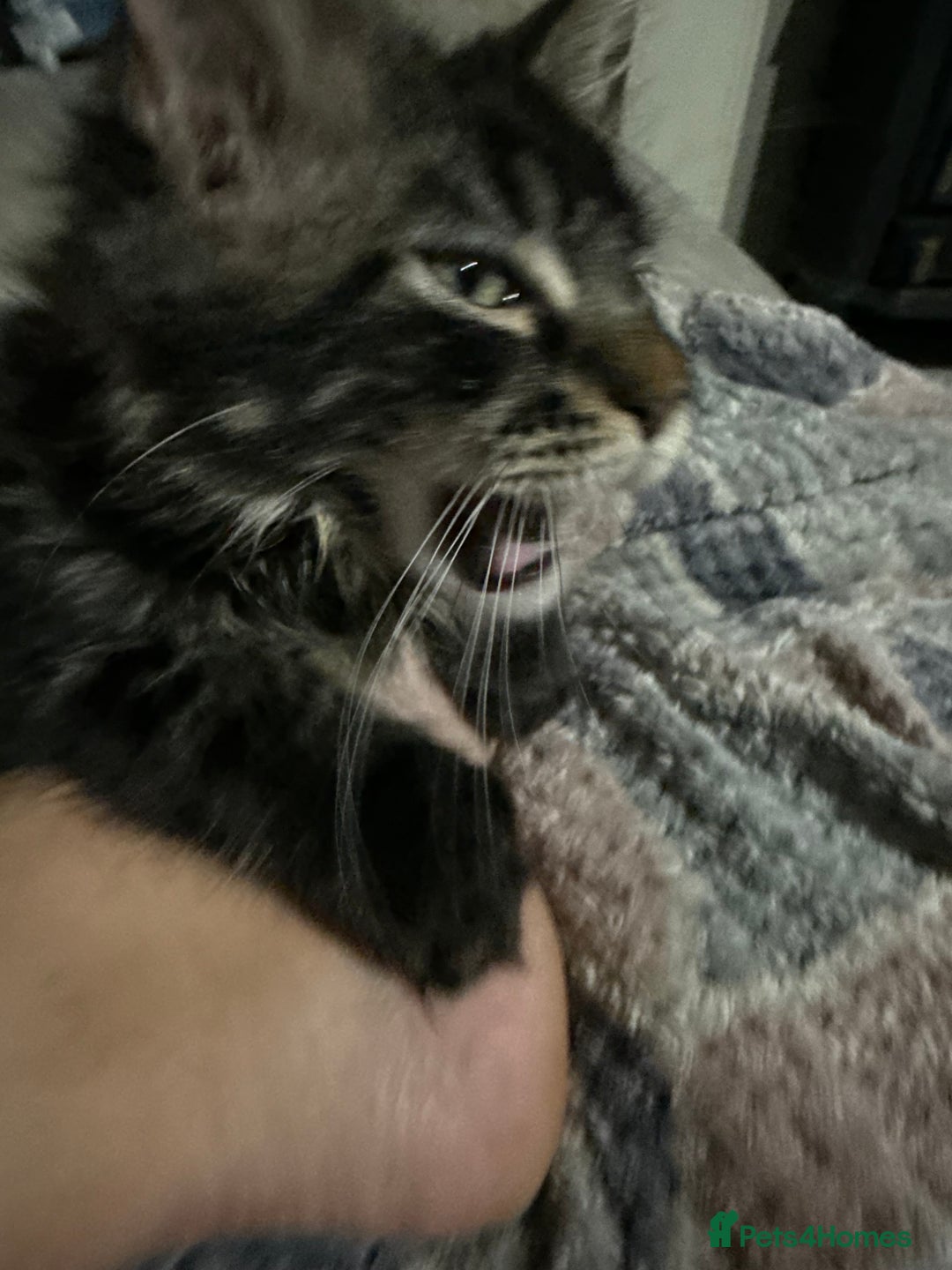 Maine Coon cats for sale: Last super loving boy left tica reg + vaccinated - Image 20