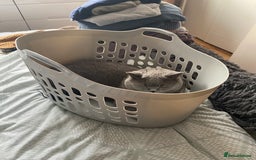 British Shorthair cats for sale: British blue BSH  - Image 18