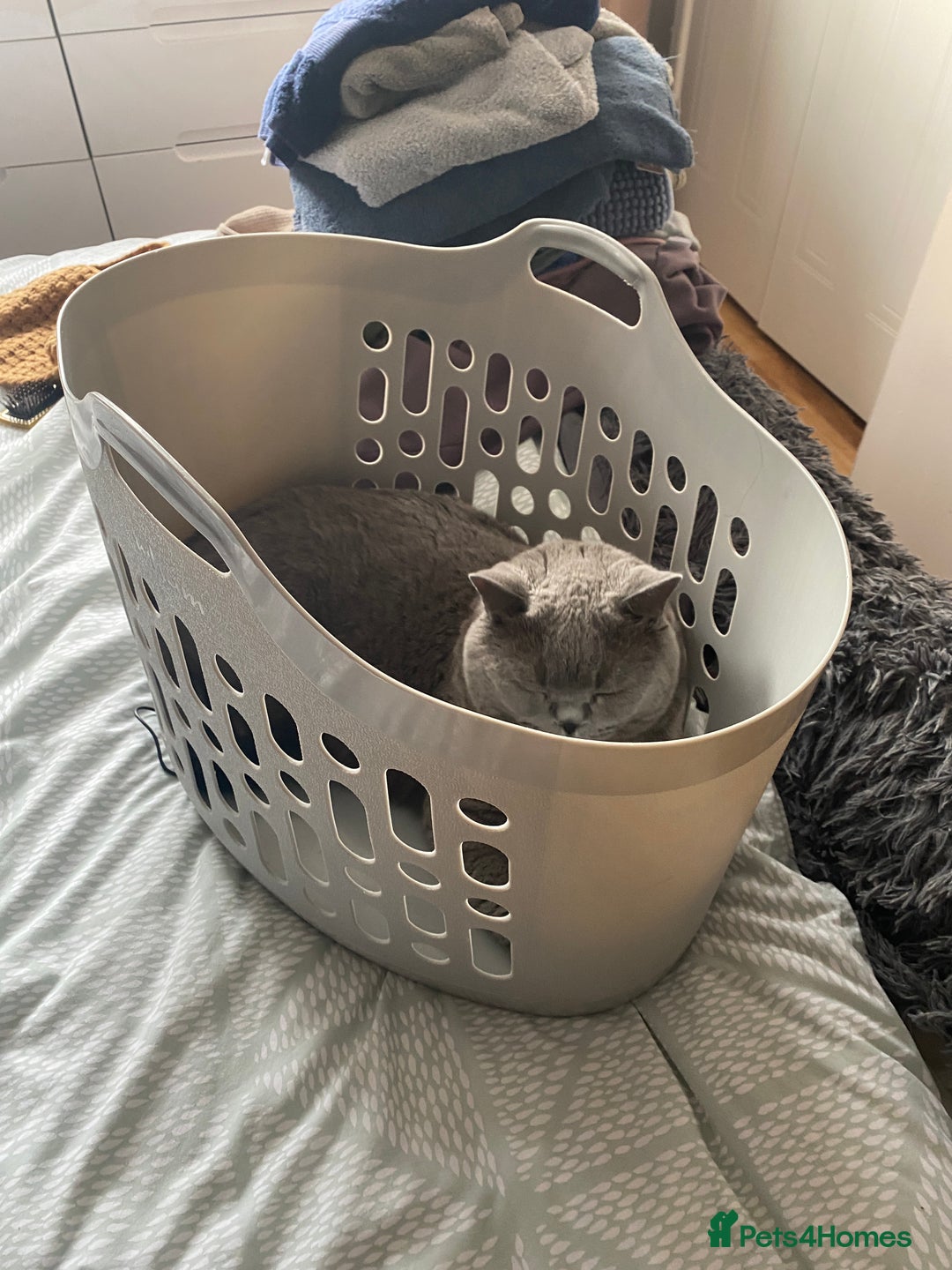 British Shorthair cats for sale: British blue BSH  - Image 18