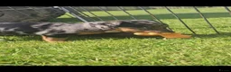 Jack Russell dogs for sale: JACK RUSSELL PUPPIES - Advert 10