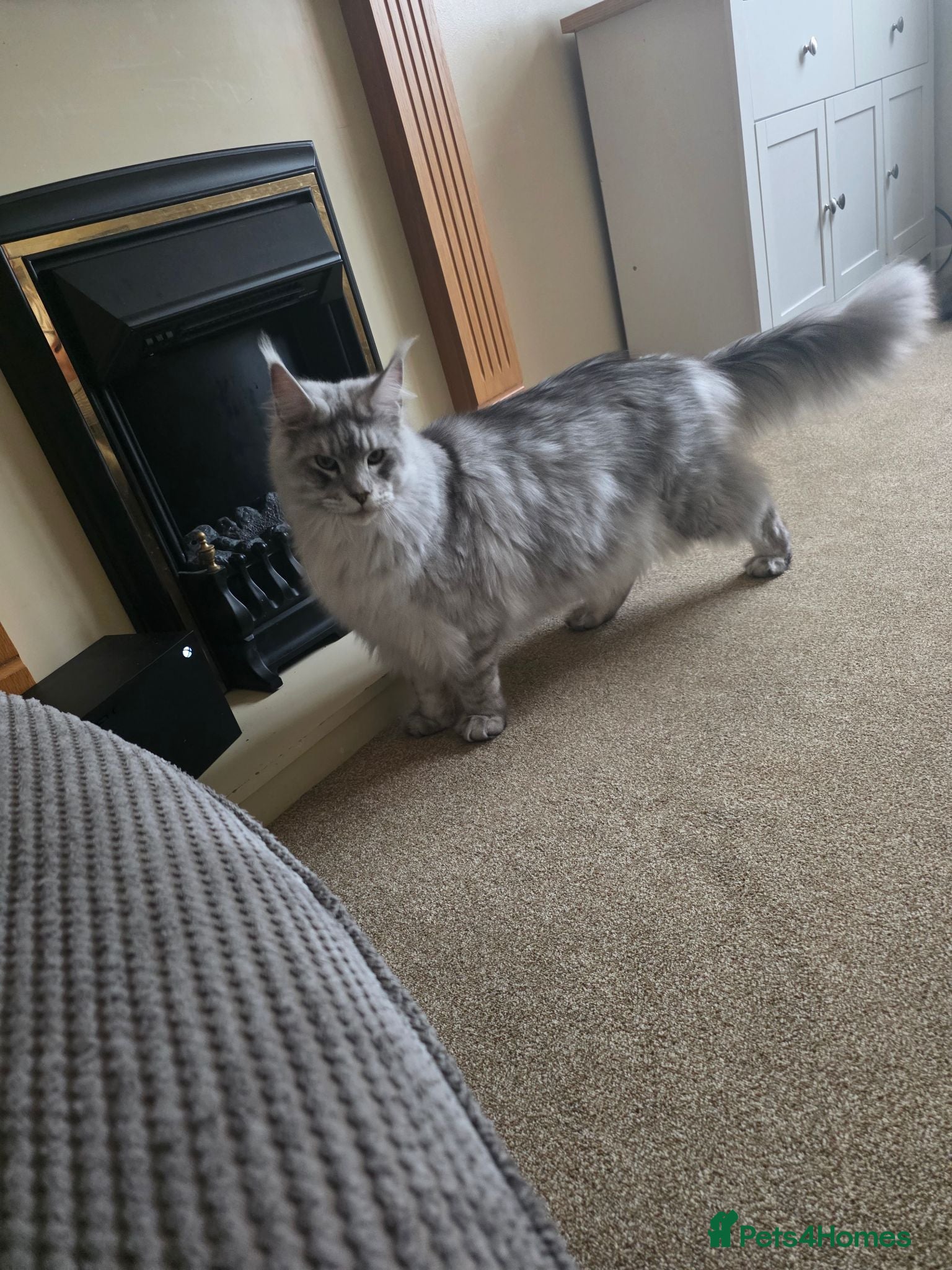 Maine Coon cats Two beautiful Maine Coon  🐾 - Advert 13