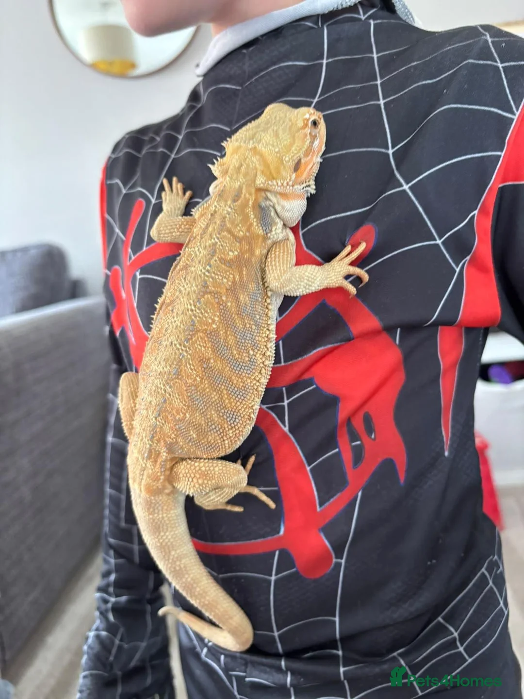 Bearded Dragon reptiles for sale: 🦎 6-Month-Old Red Citrus Bearded Dragon 🦎 in Northallerton - Advert 2