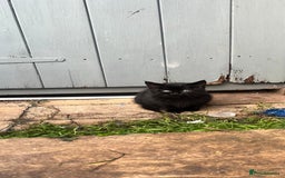 Mixed Breed cats for sale: Kittens for sale  - Advert 3