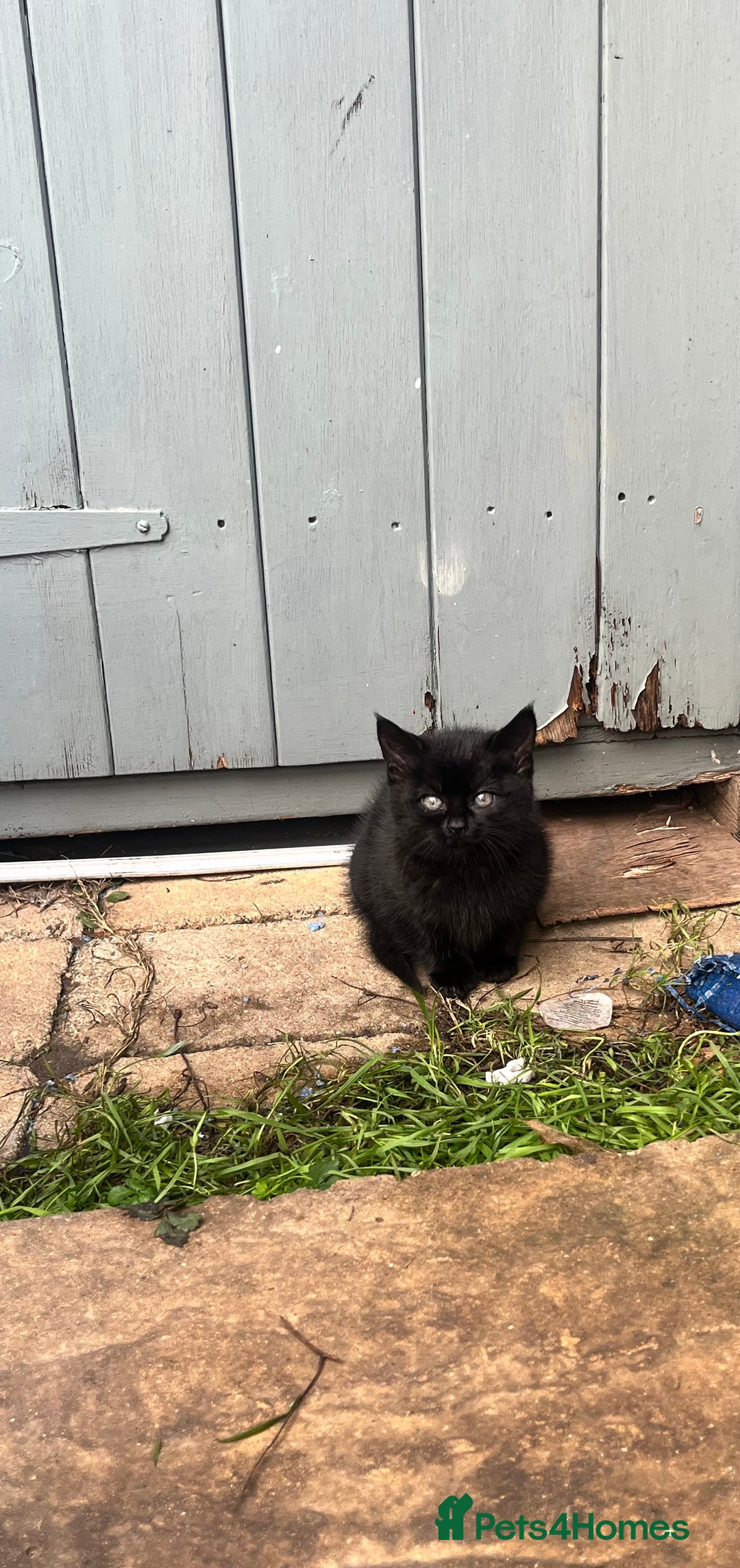 Mixed Breed cats for sale: Kittens for sale  - Advert 3