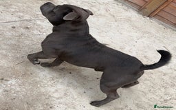 Staffordshire Bull Terrier dogs for stud: SOLID BLUE PIRO x JOKER BLOODLINE in London - Image 4