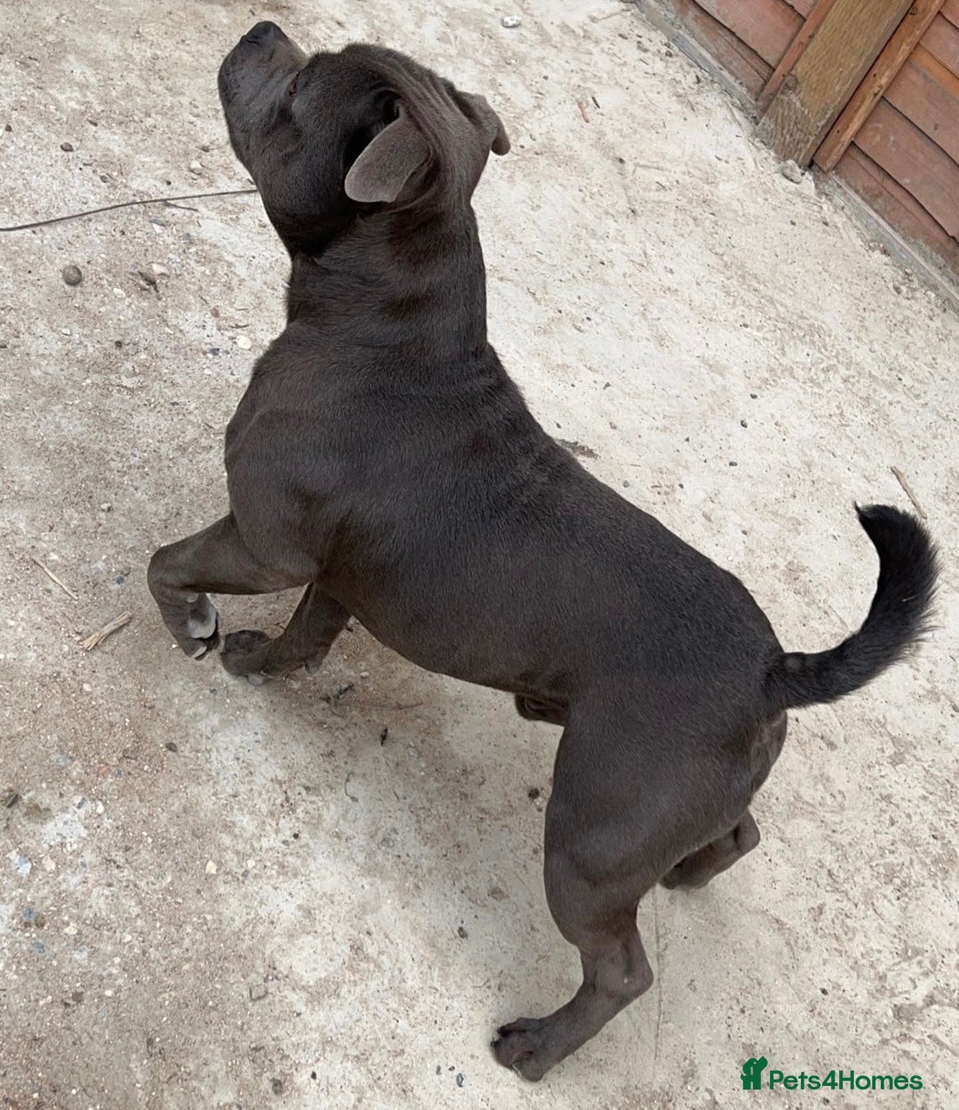 Staffordshire Bull Terrier dogs for stud: SOLID BLUE PIRO x JOKER BLOODLINE in London - Image 4