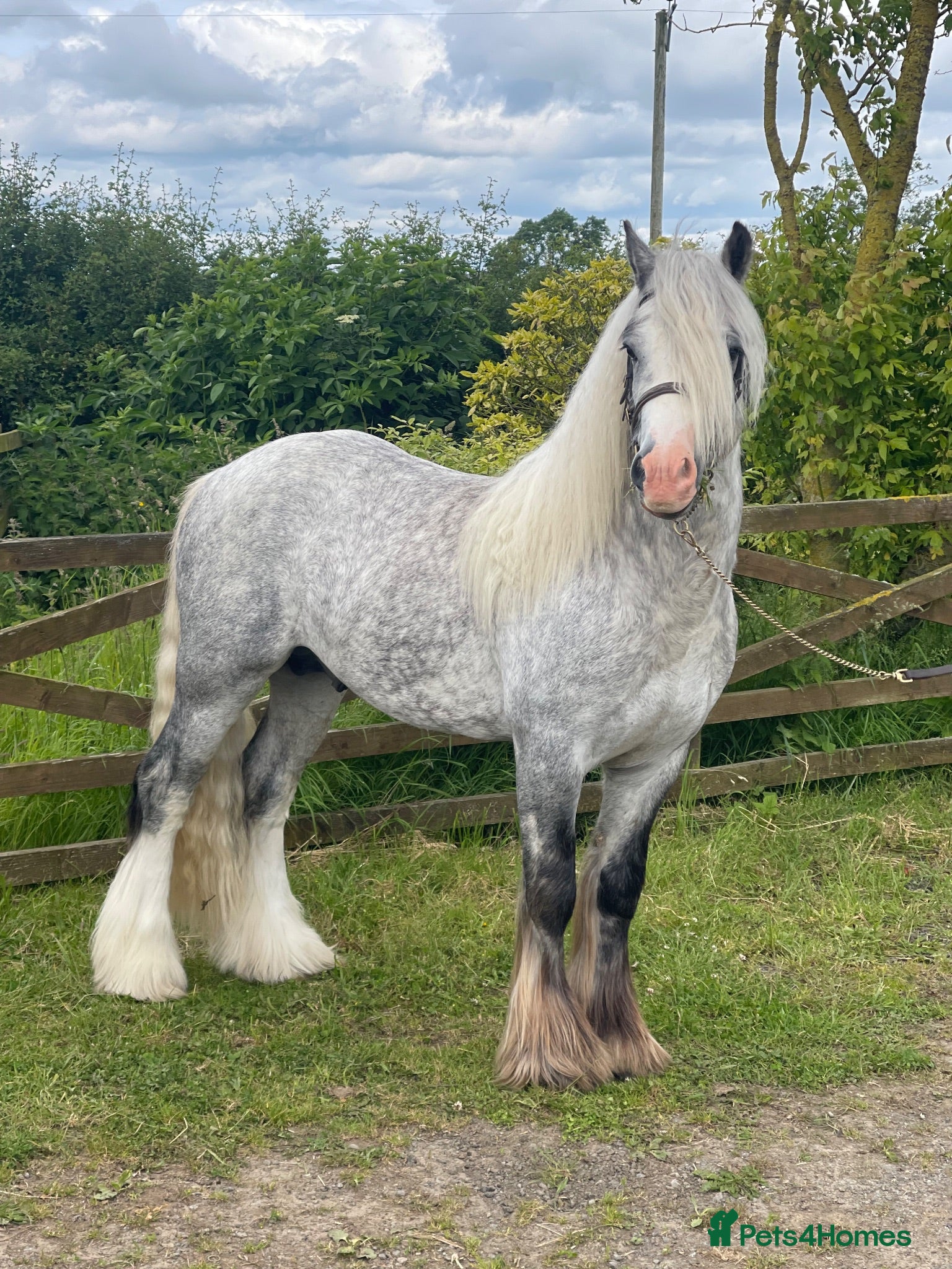 Other Breed horses Bear 6 year old cob Stallion  - Advert 14