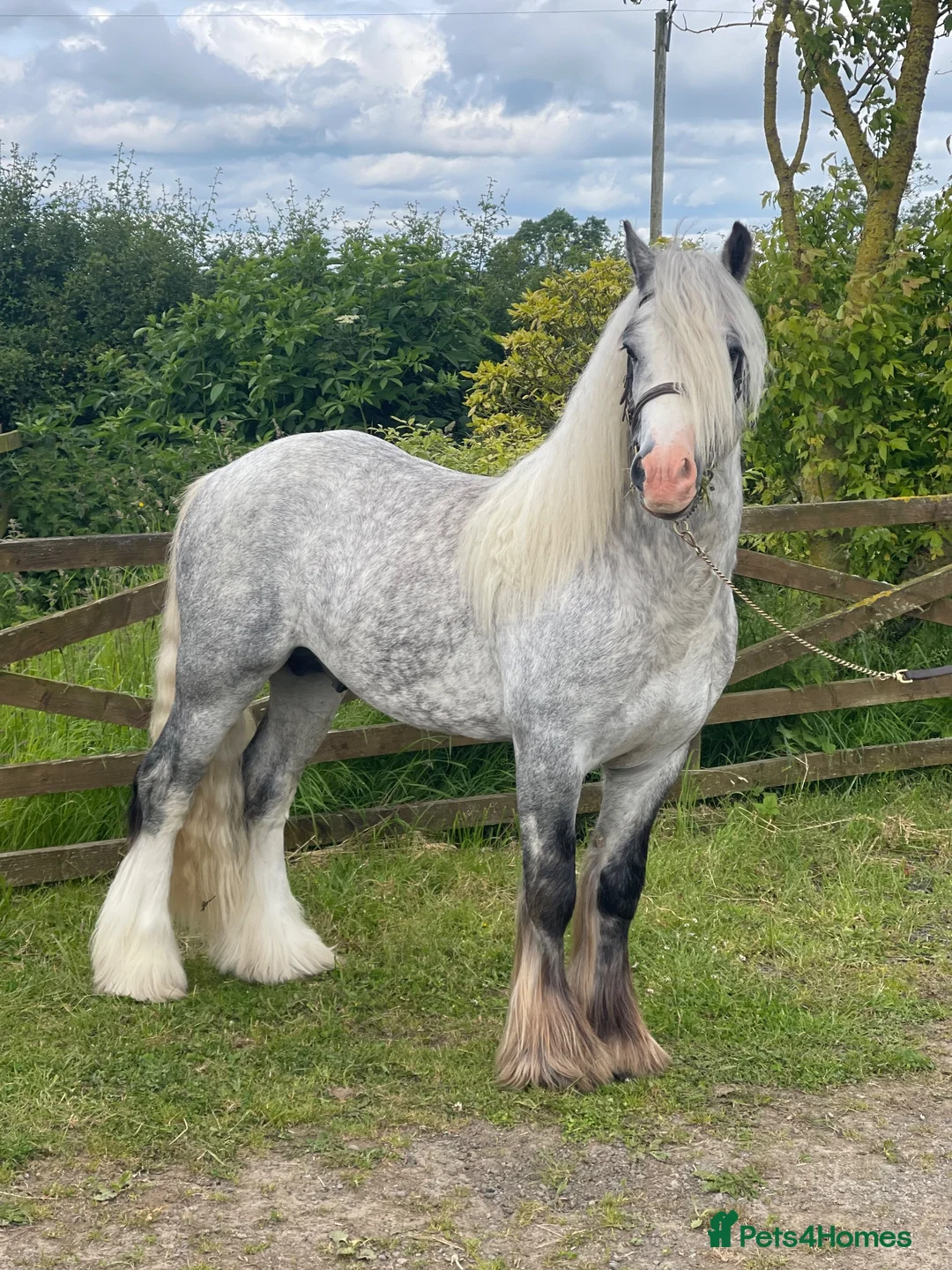 Other Breed horses for sale: Bear 6 year old cob Stallion  - Advert 1