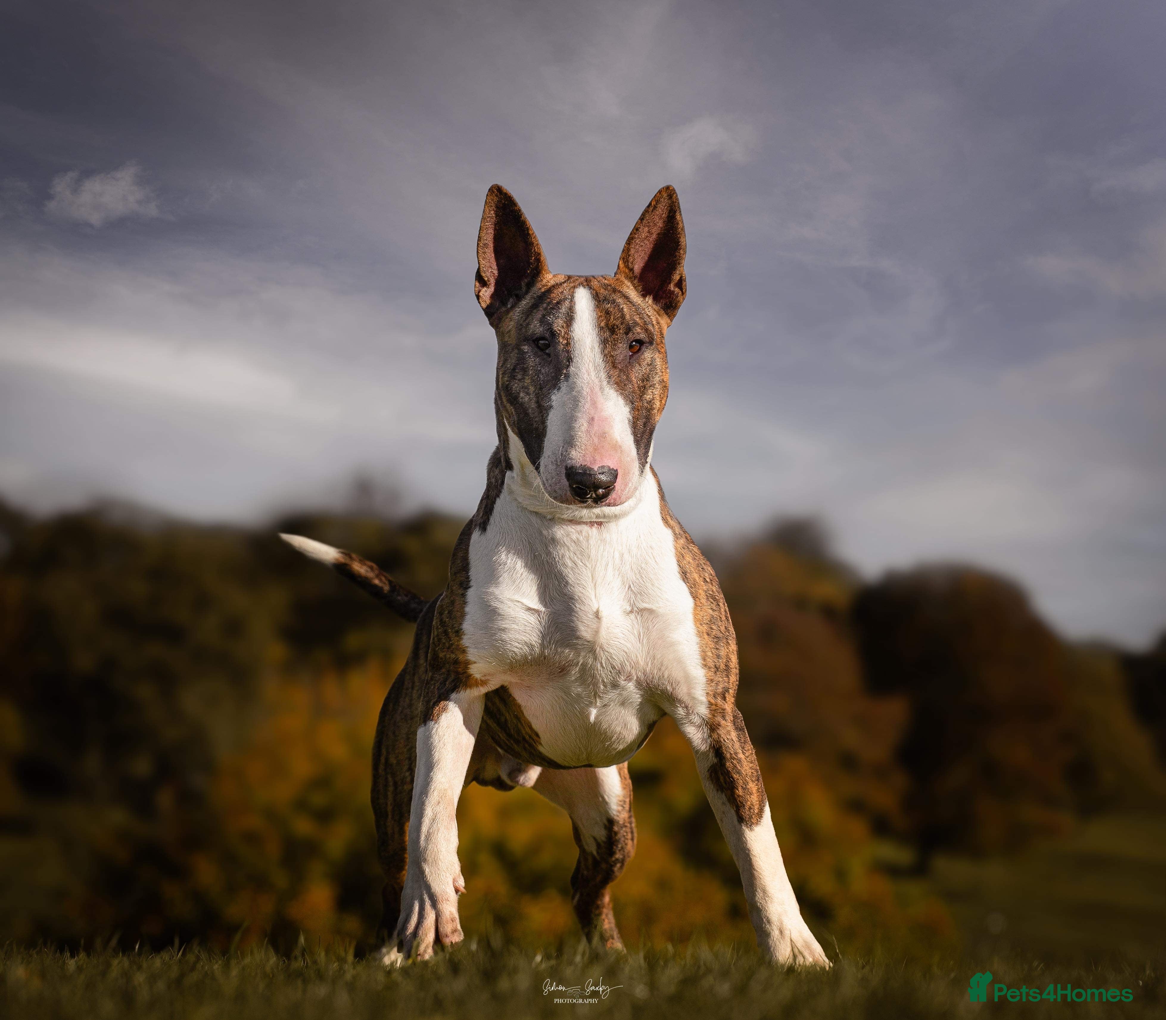 English Bull Terrier dogs CH Sired English bull terrier STUD in Bradford - Advert 1