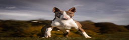 English Bull Terrier dogs for stud: CH Sired English bull terrier STUD in Bradford - Advert 1