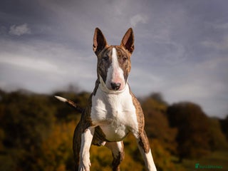 English Bull Terrier dogs in Bradford - Advert 2