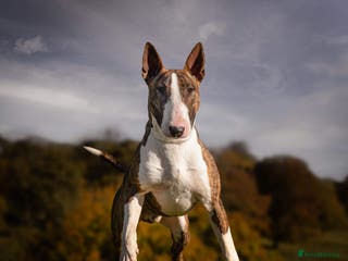 English Bull Terrier dogs CH Sired English bull terrier STUD in Bradford - Advert 2