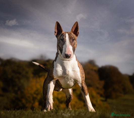 English Bull Terrier dogs CH Sired English bull terrier STUD in Bradford - Advert 5