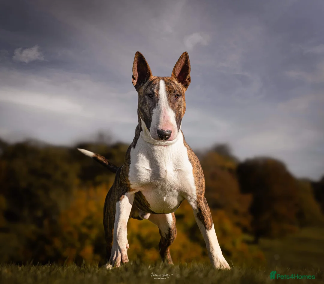 English Bull Terrier dogs for stud: CH Sired English bull terrier STUD in Bradford - Advert 1
