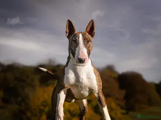 English Bull Terrier dogs CH Sired English bull terrier STUD in Bradford - Advert 7